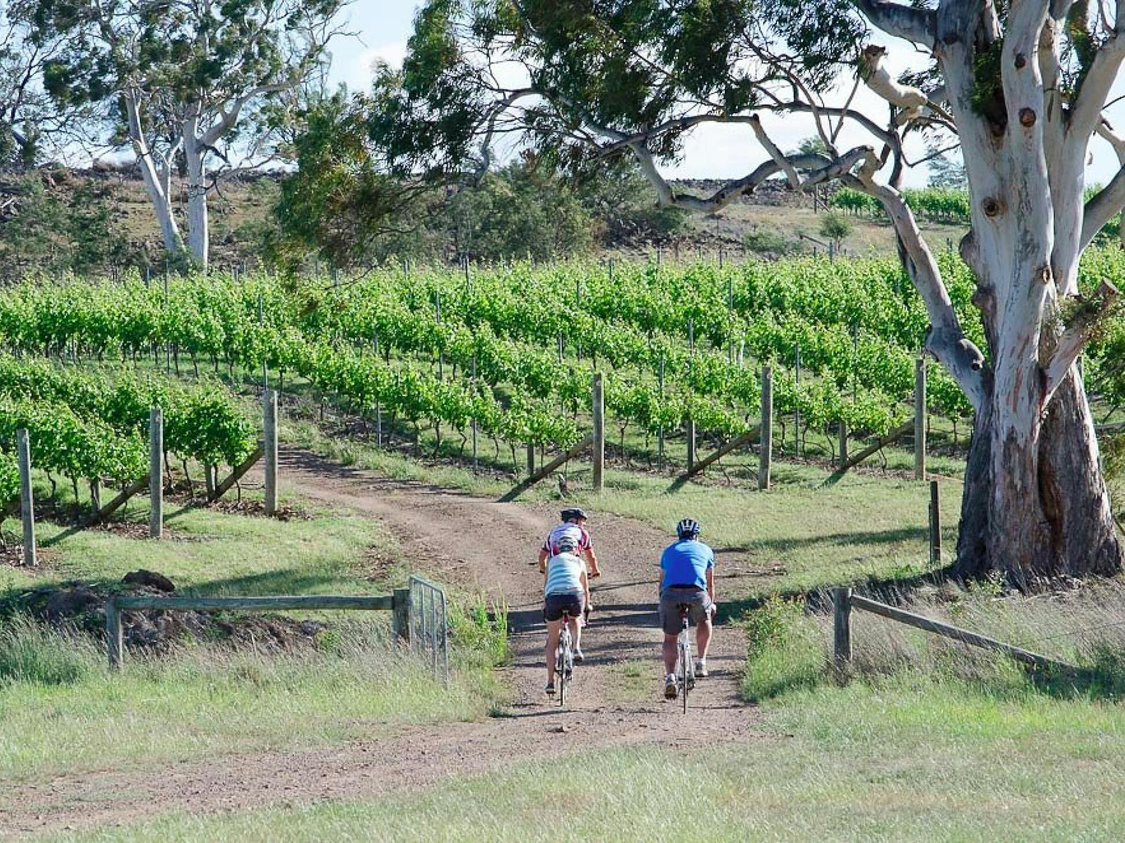 Riding along into road into vineyard