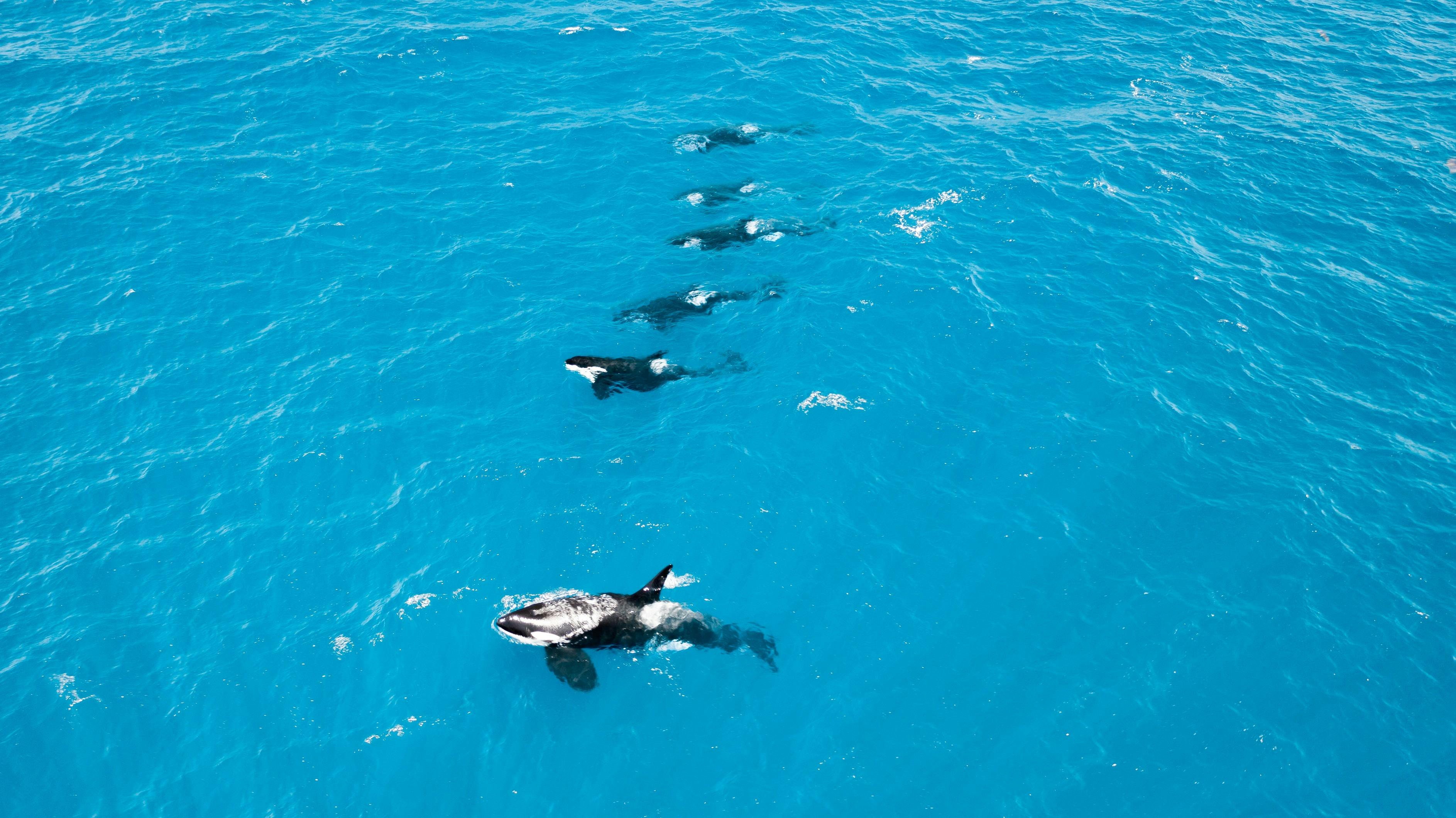Orcas swimming, off the coast of Bremer Bay