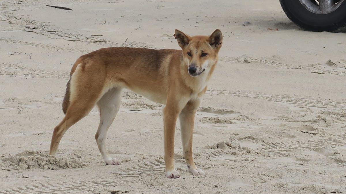 Dingo