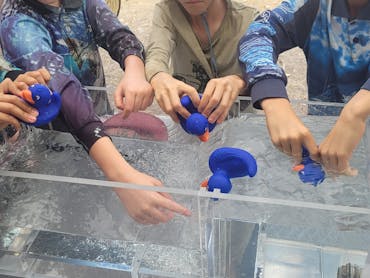 Childrens Hands in water with rubber ducks