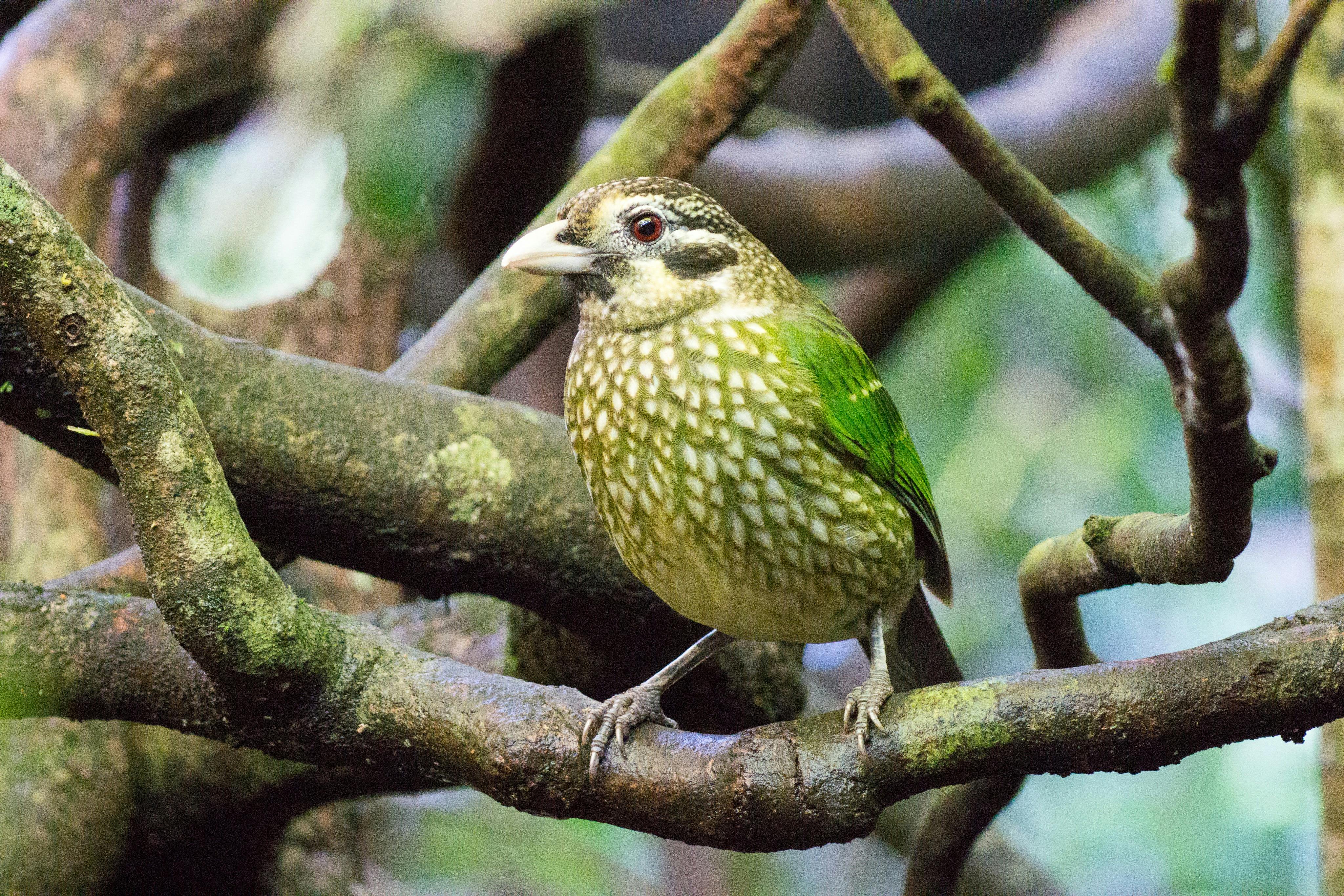 Spotted Catbird sitting on branch