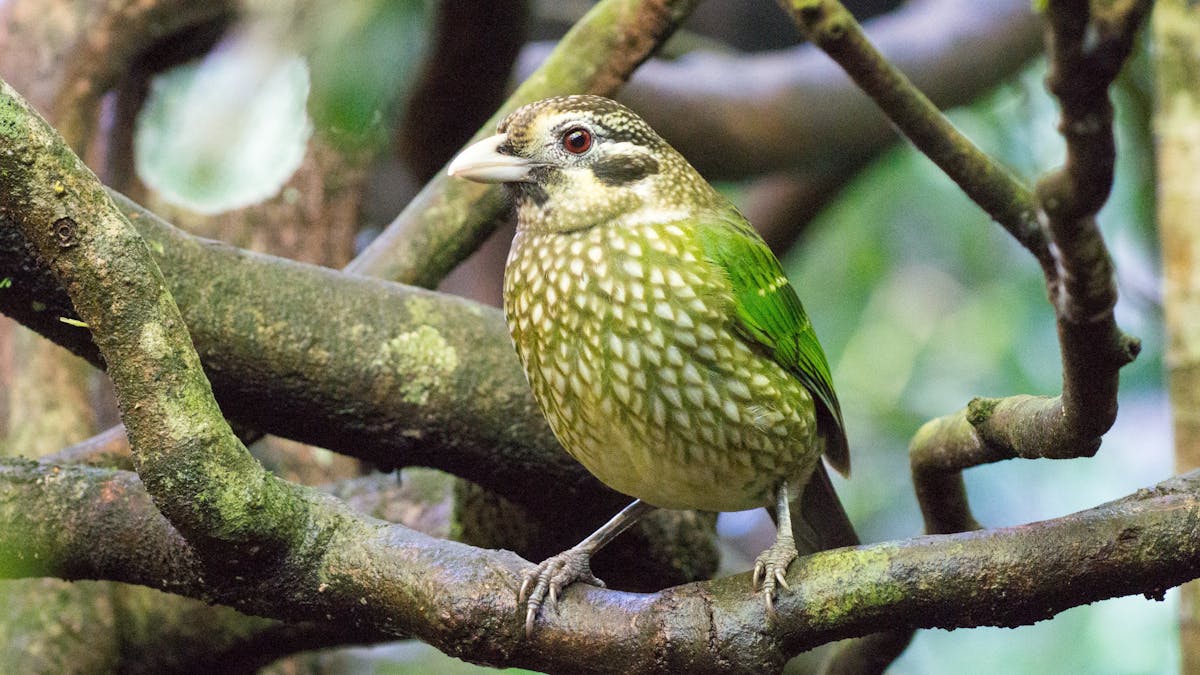 Spotted Catbird sitting on branch
