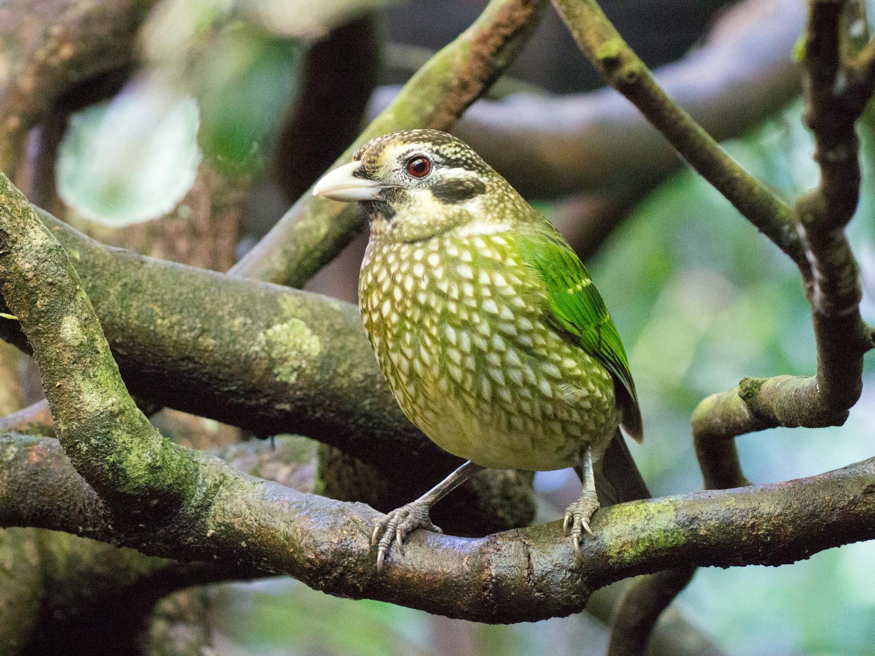 Spotted Catbird sitting on branch