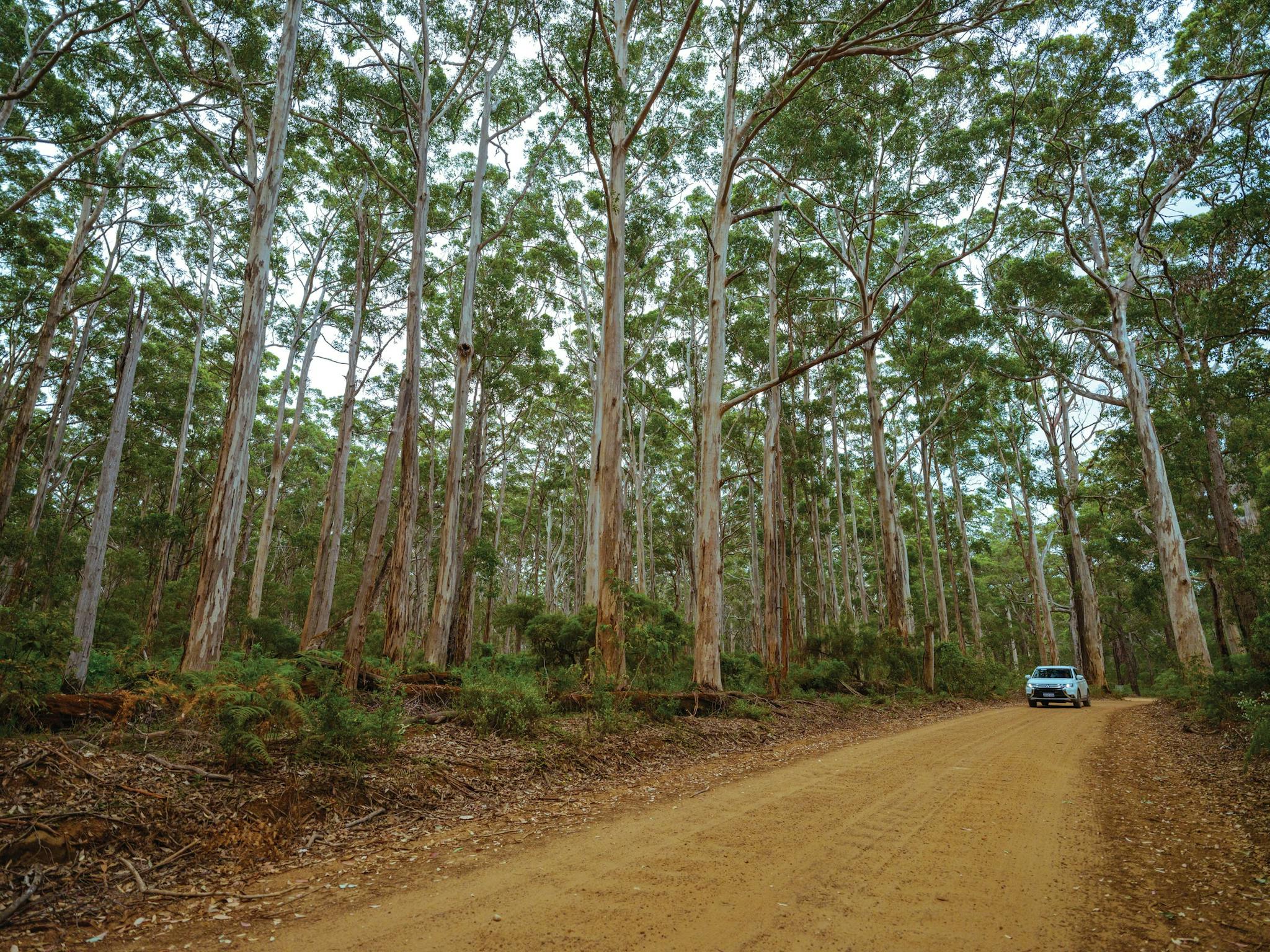 Boranup Karri Forest, Margaret River, Western Australia
