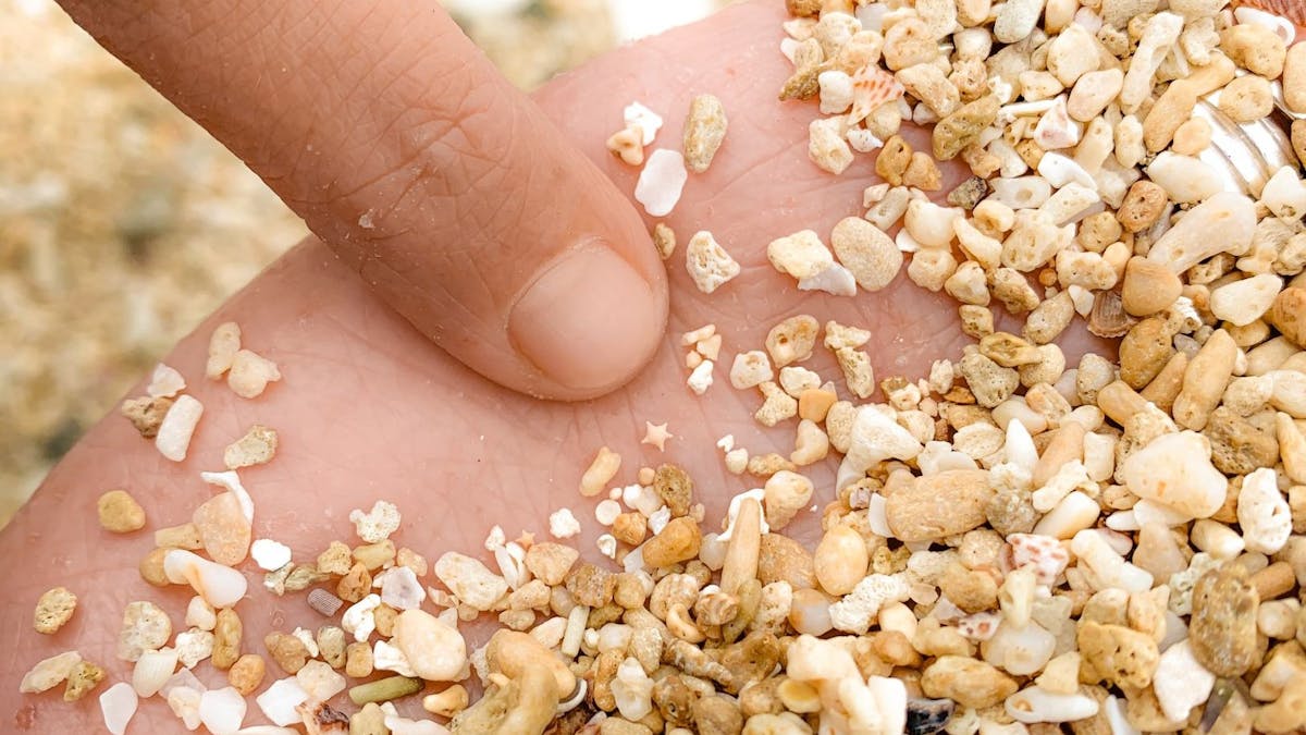 Star Shaped Sand 'Foraminifera'