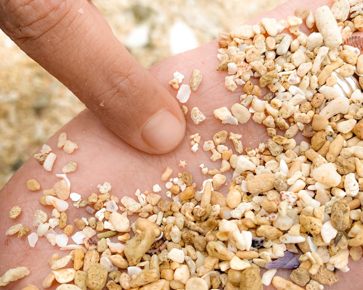 Star Shaped Sand 'Foraminifera'
