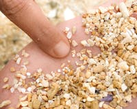 Star Shaped Sand 'Foraminifera'