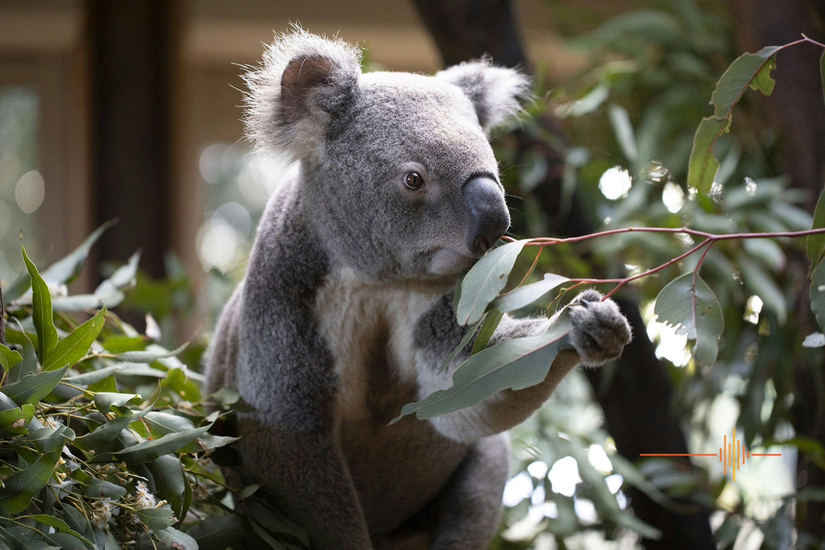 Byron Bay Wildlife Sanctuary presents Movie Night Under The Stars