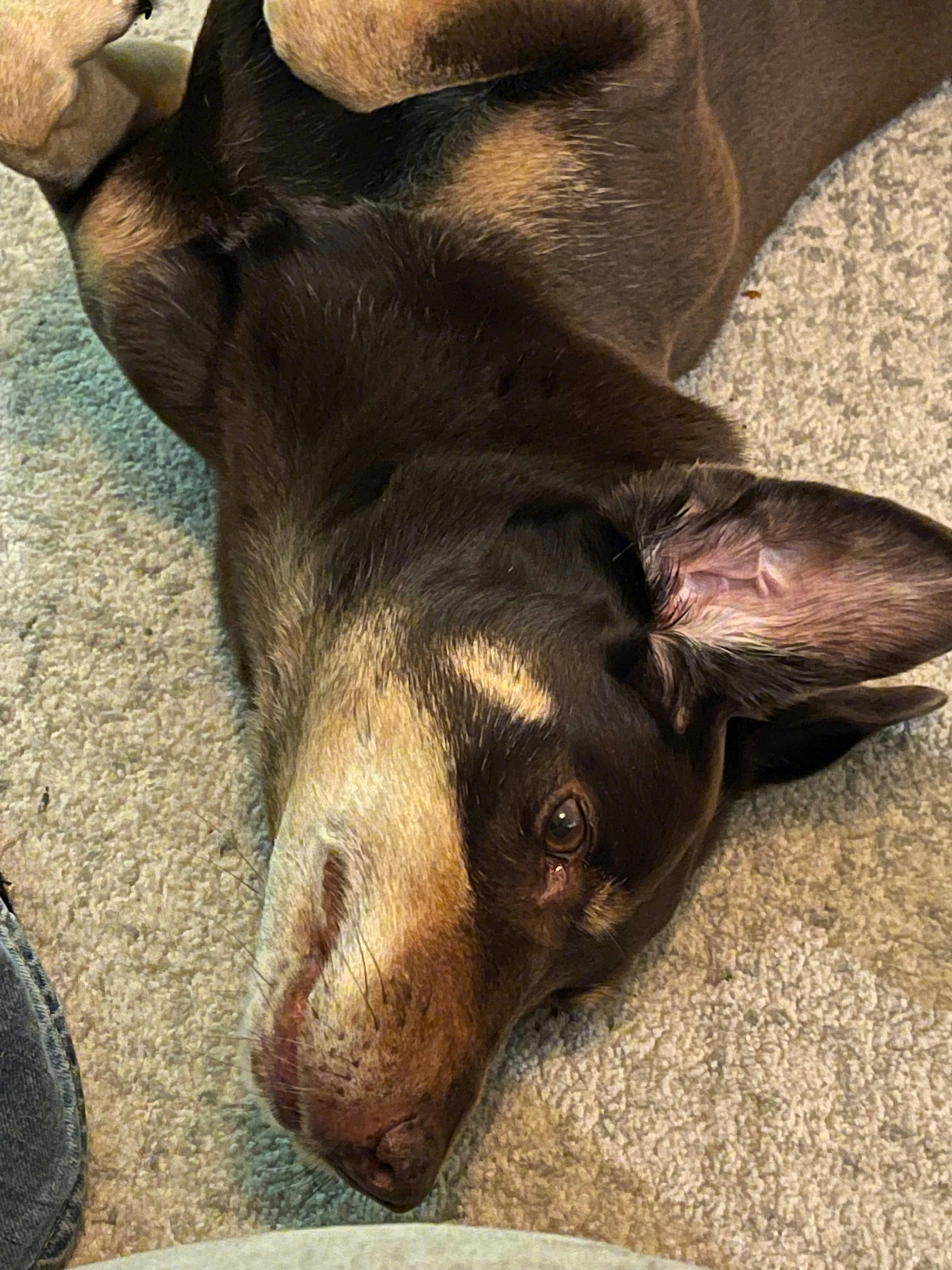 Happy Kelpie