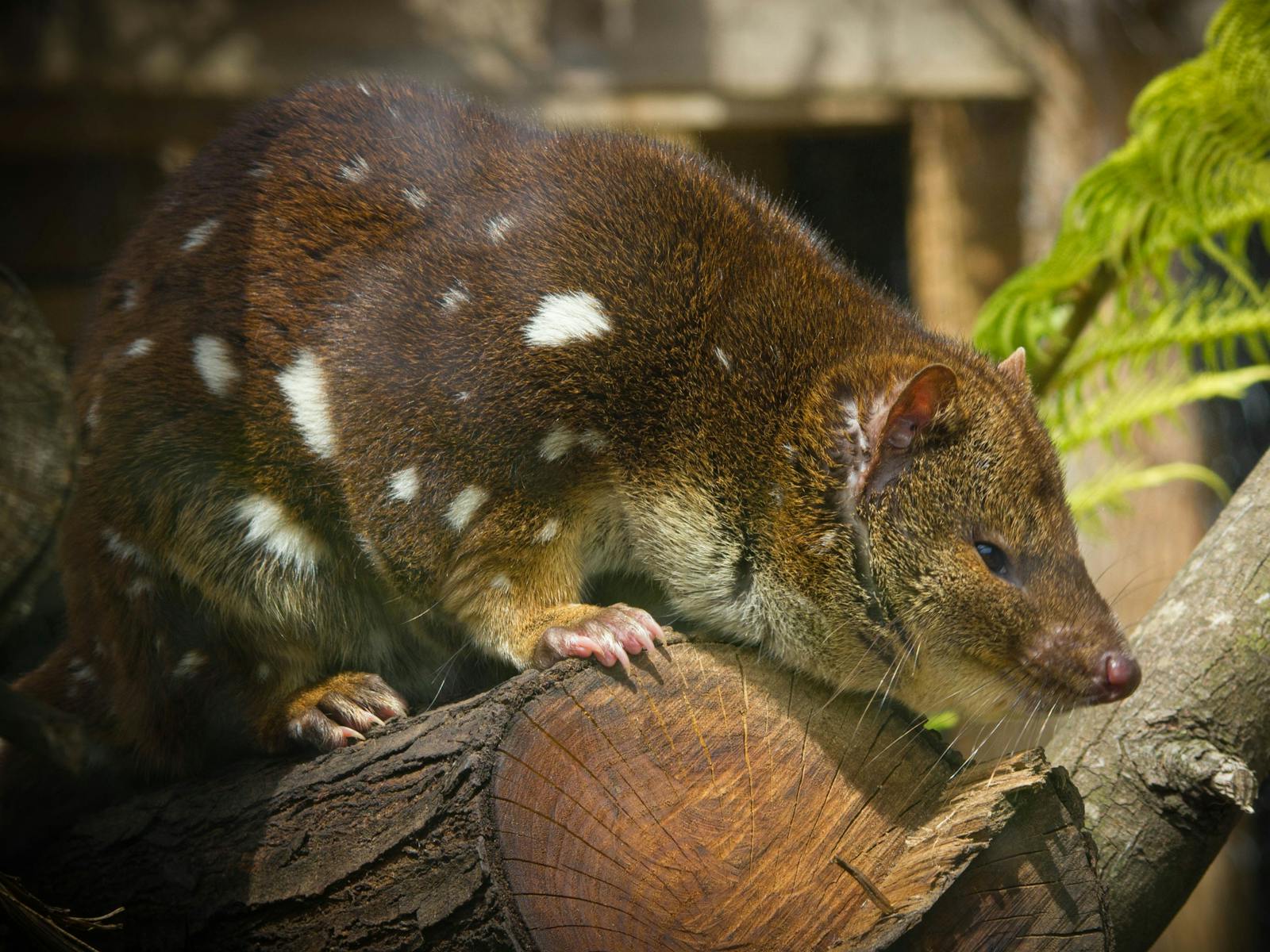 spotted-tailed quoll