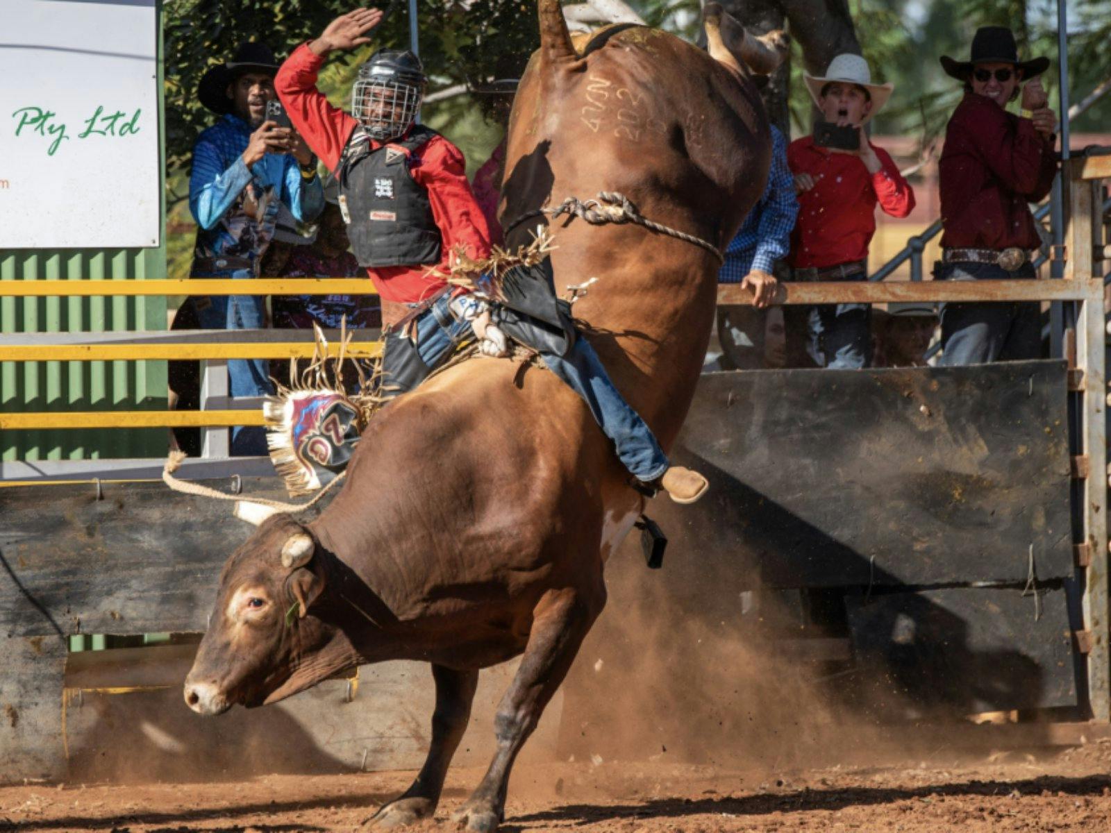 A brown bull bucks with a man on its back at the Chillagoe Rodeo in Chillagoe, Far North Qld. A brown bull bucks with a man on its back at the Chillagoe Rodeo in Chillagoe, Far North Qld.