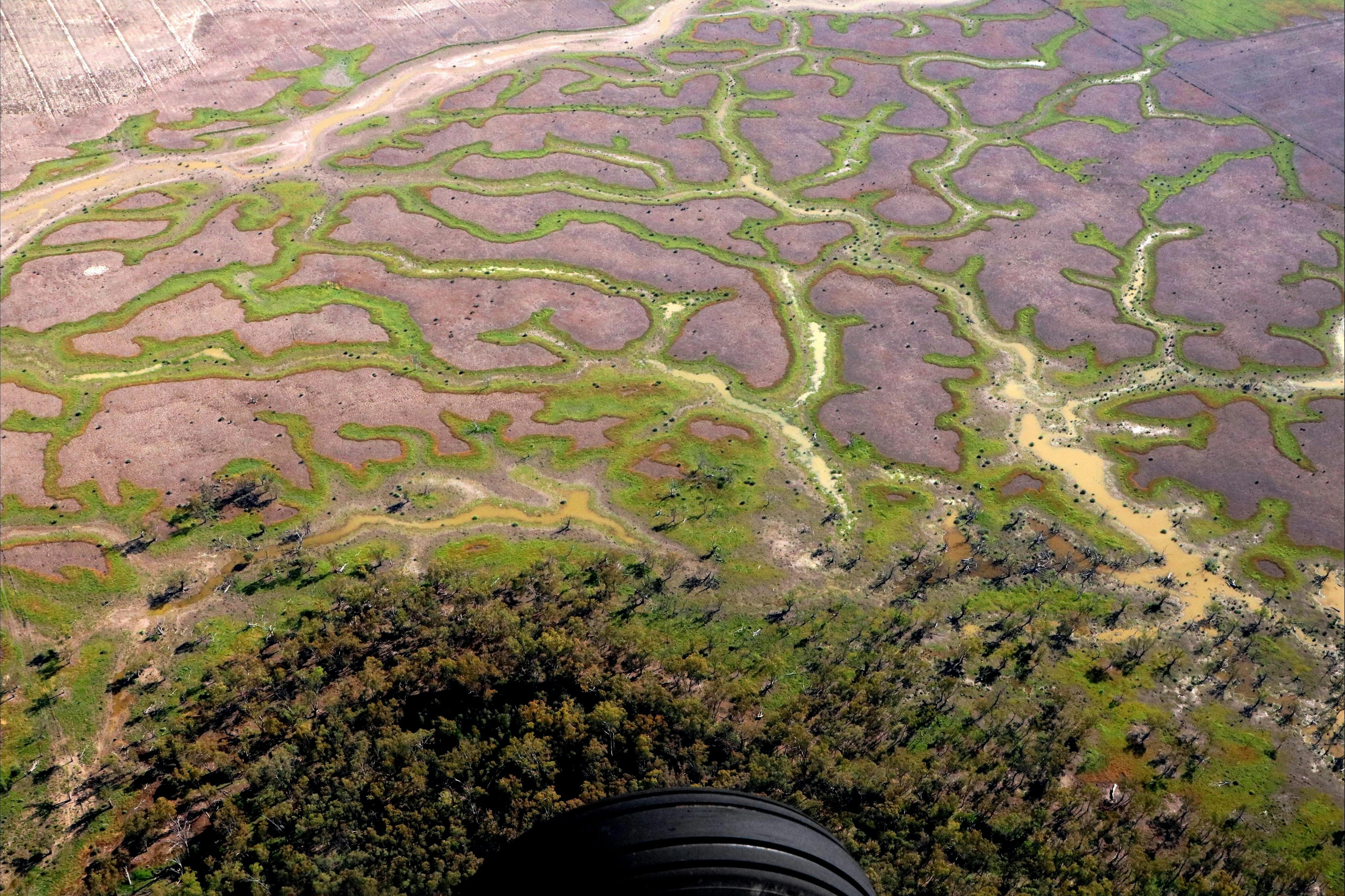 Aerial view showing trees and water courses with bright green and orangevegetation