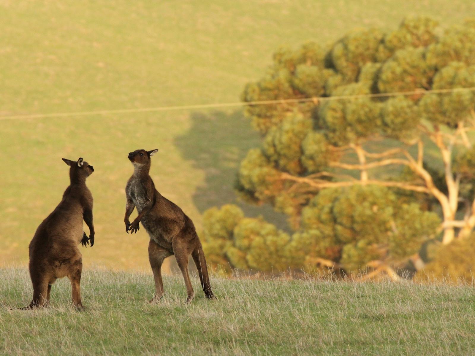 kangaroos