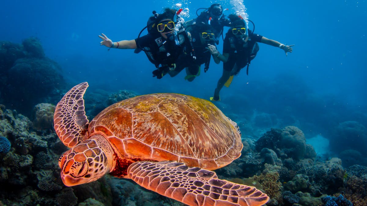 Reef Experience Introductory Scuba Divers