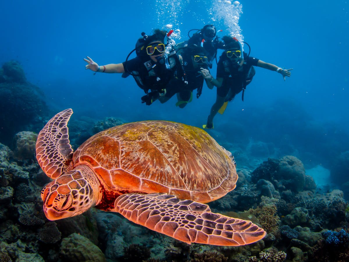 Reef Experience Dive and Snorkel Turtle