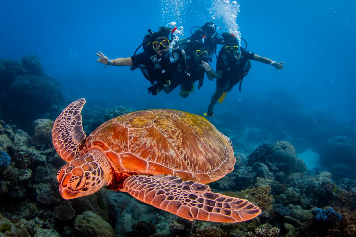 Reef Experience Dive and Snorkel Turtle