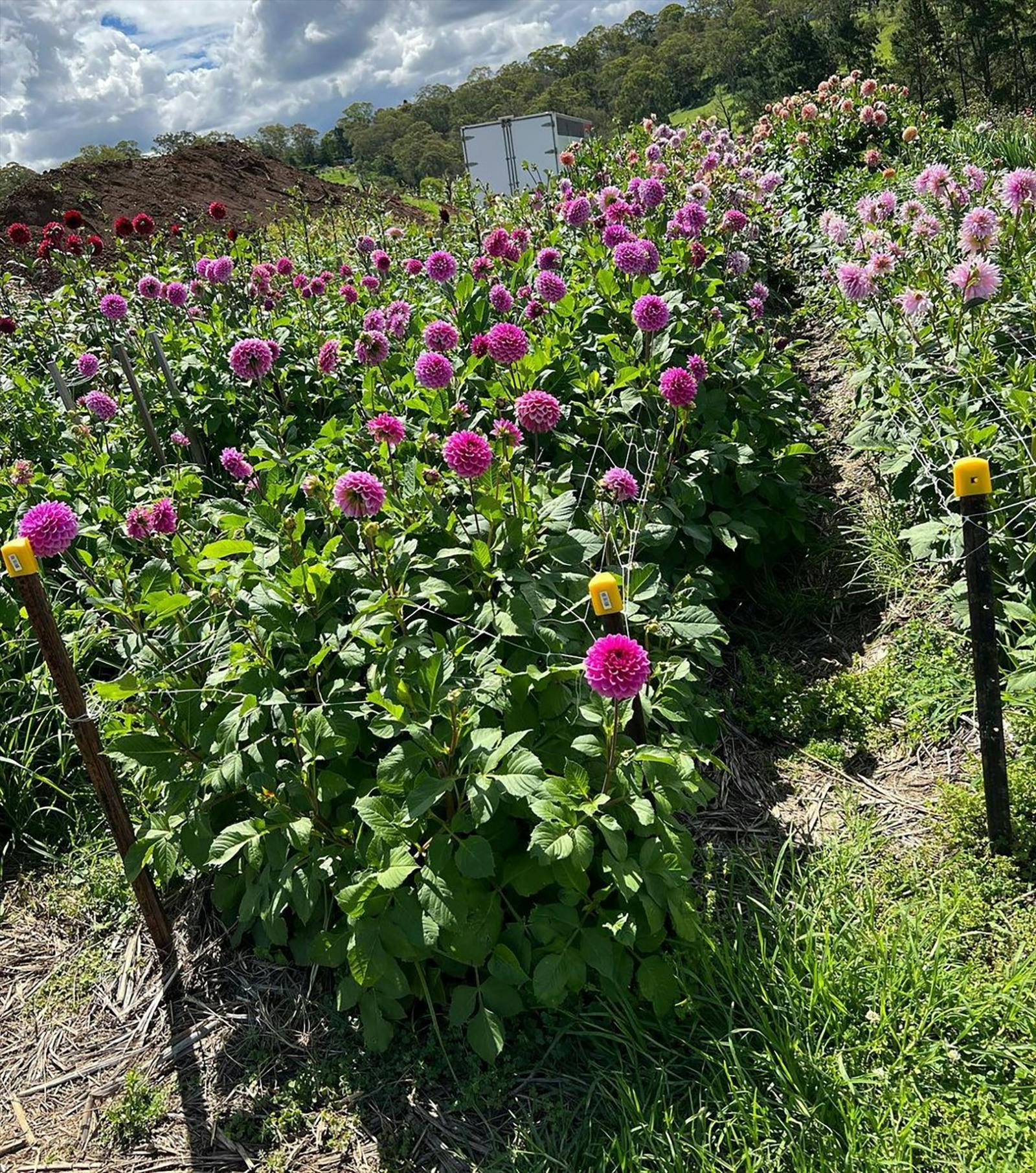 Glenbernie Family Farms