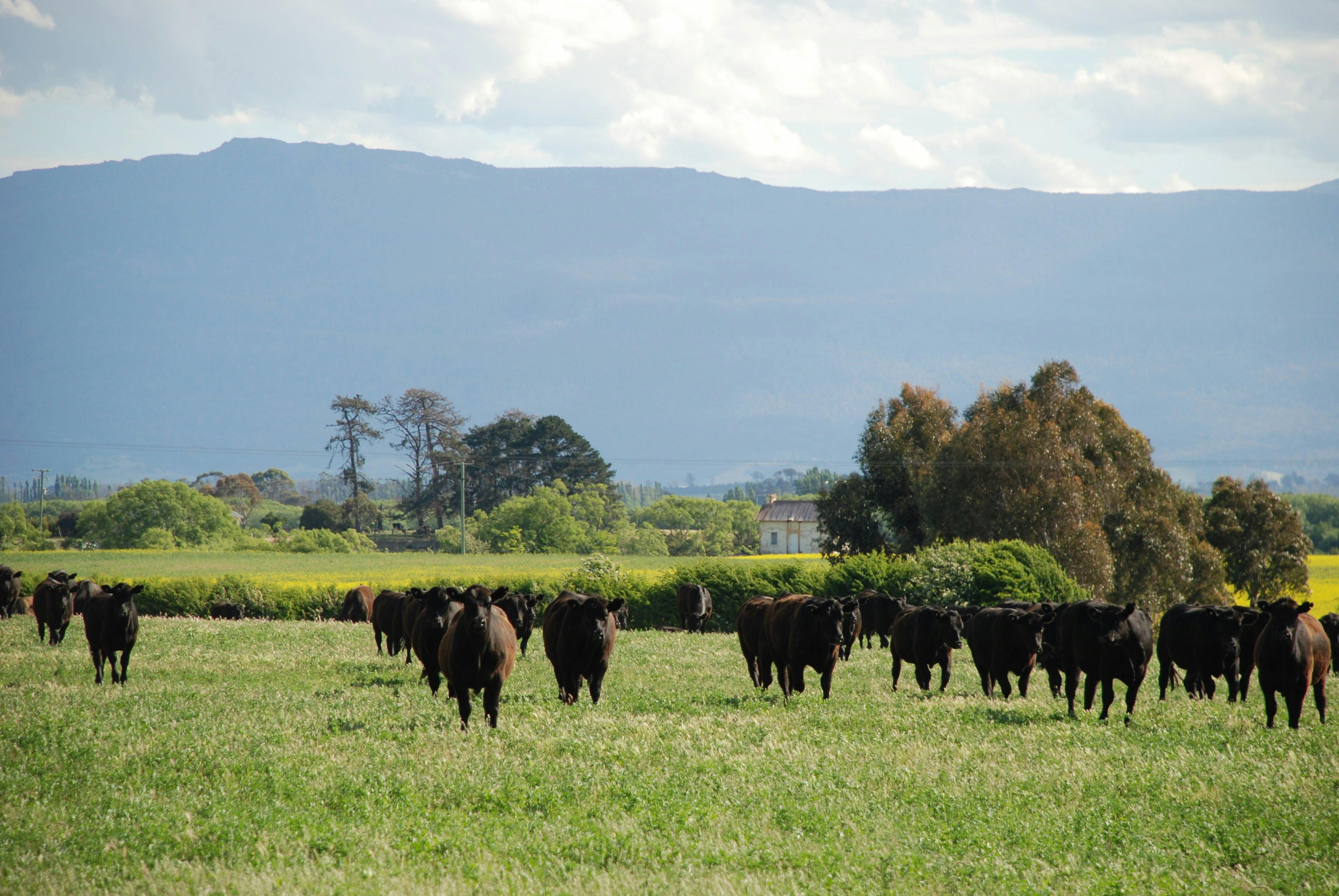 Farmstay accommodation longford tasmania
