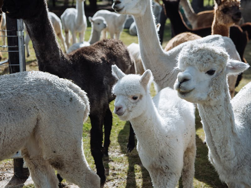 Image for Blackwattle Alpaca – Farm and Yarn