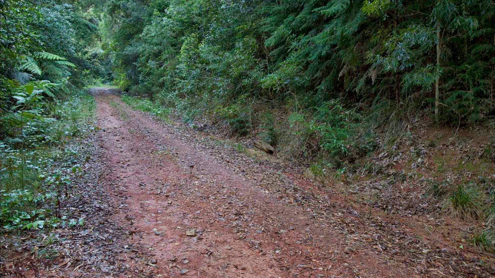 Cascade mountain bike trail