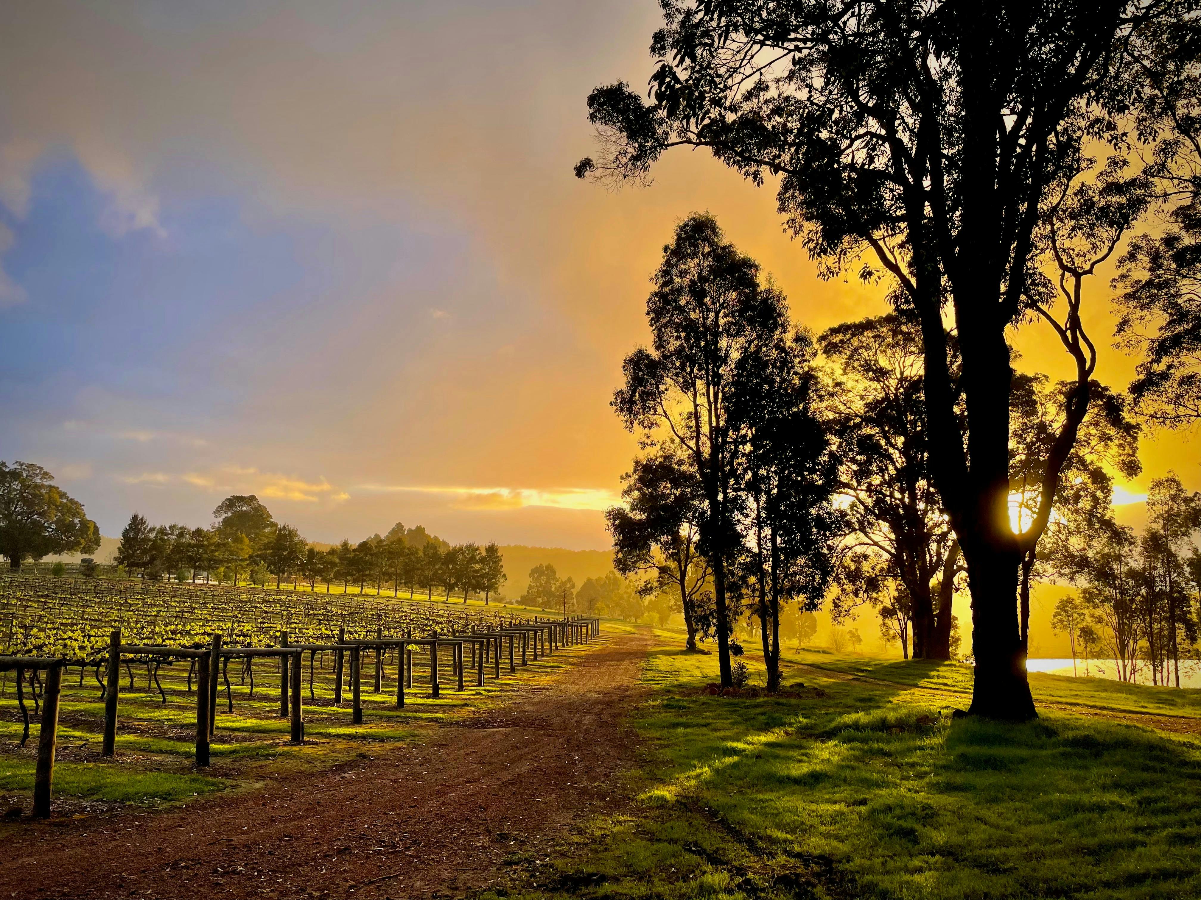The vineyard at sundown