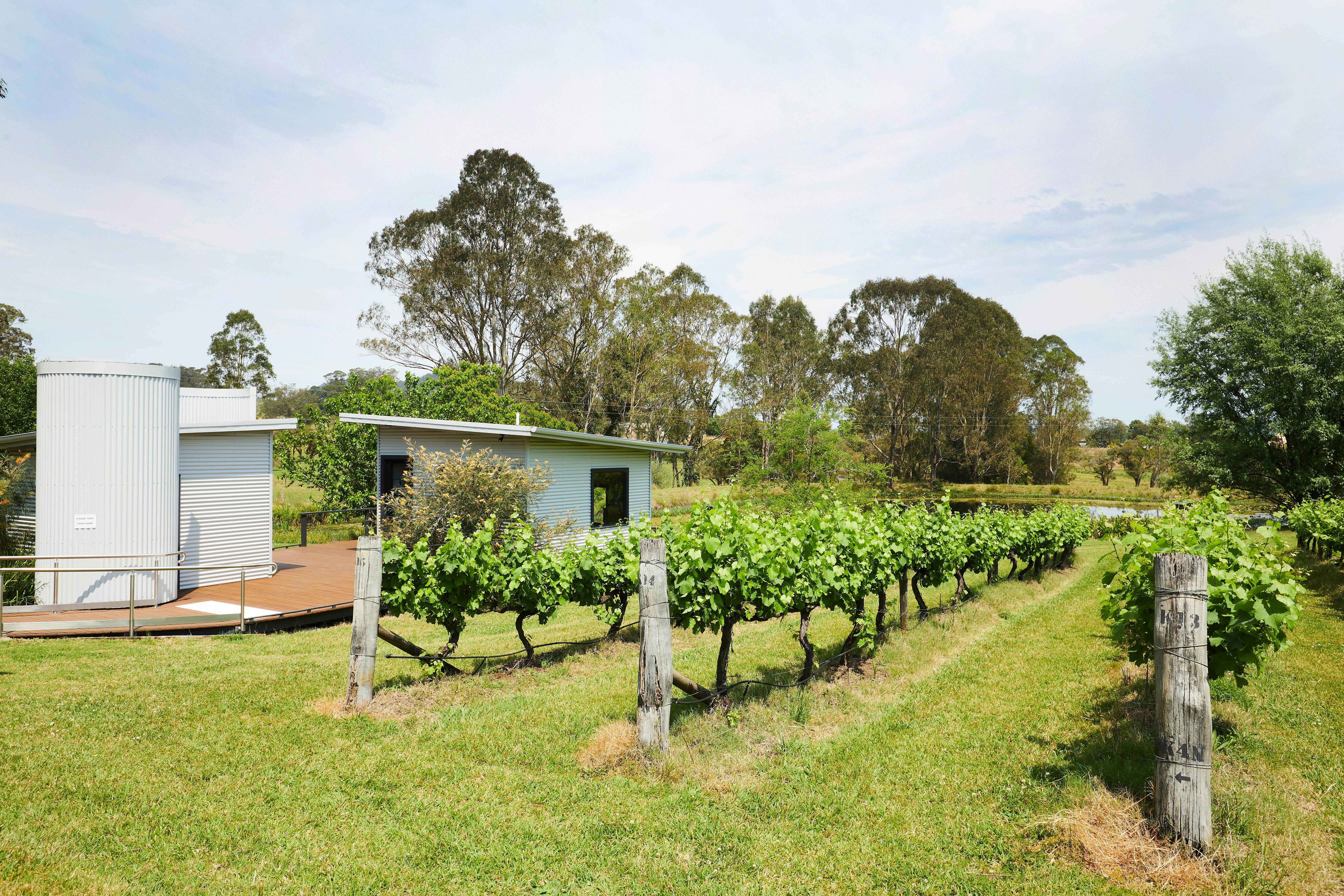3 rows of Verdelho vines with the Cellar Door in the centre left & talls trees & dam in background
