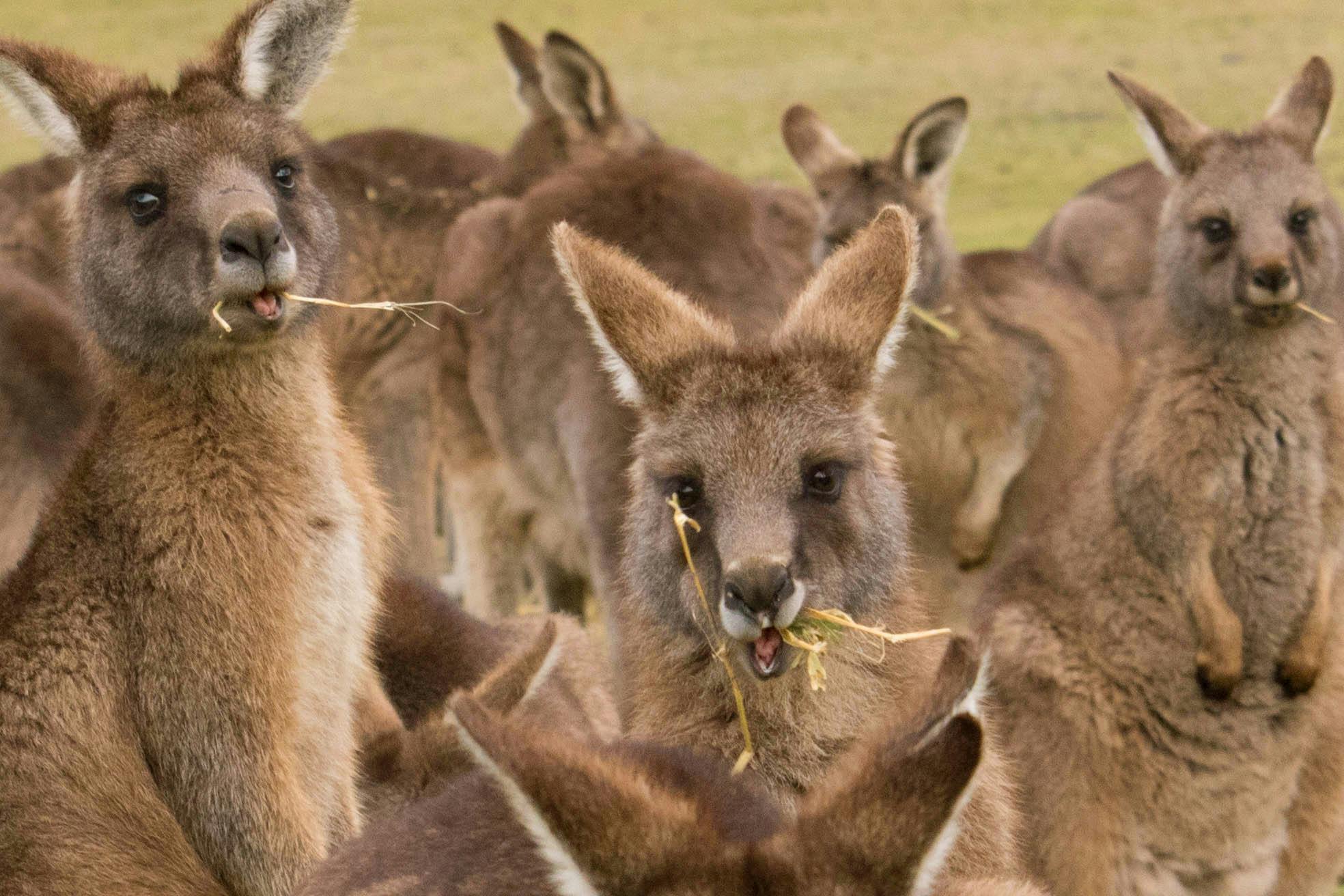 Forester Kangaroos feeding
