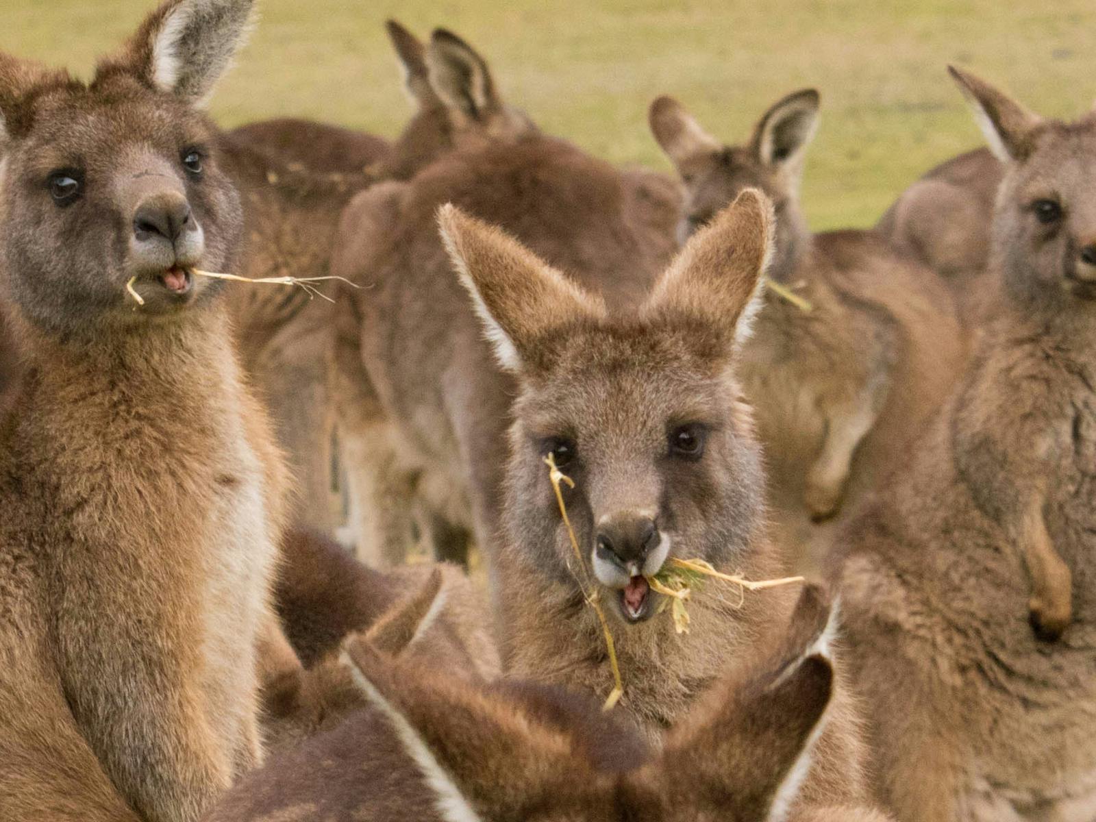 Forester Kangaroos feeding
