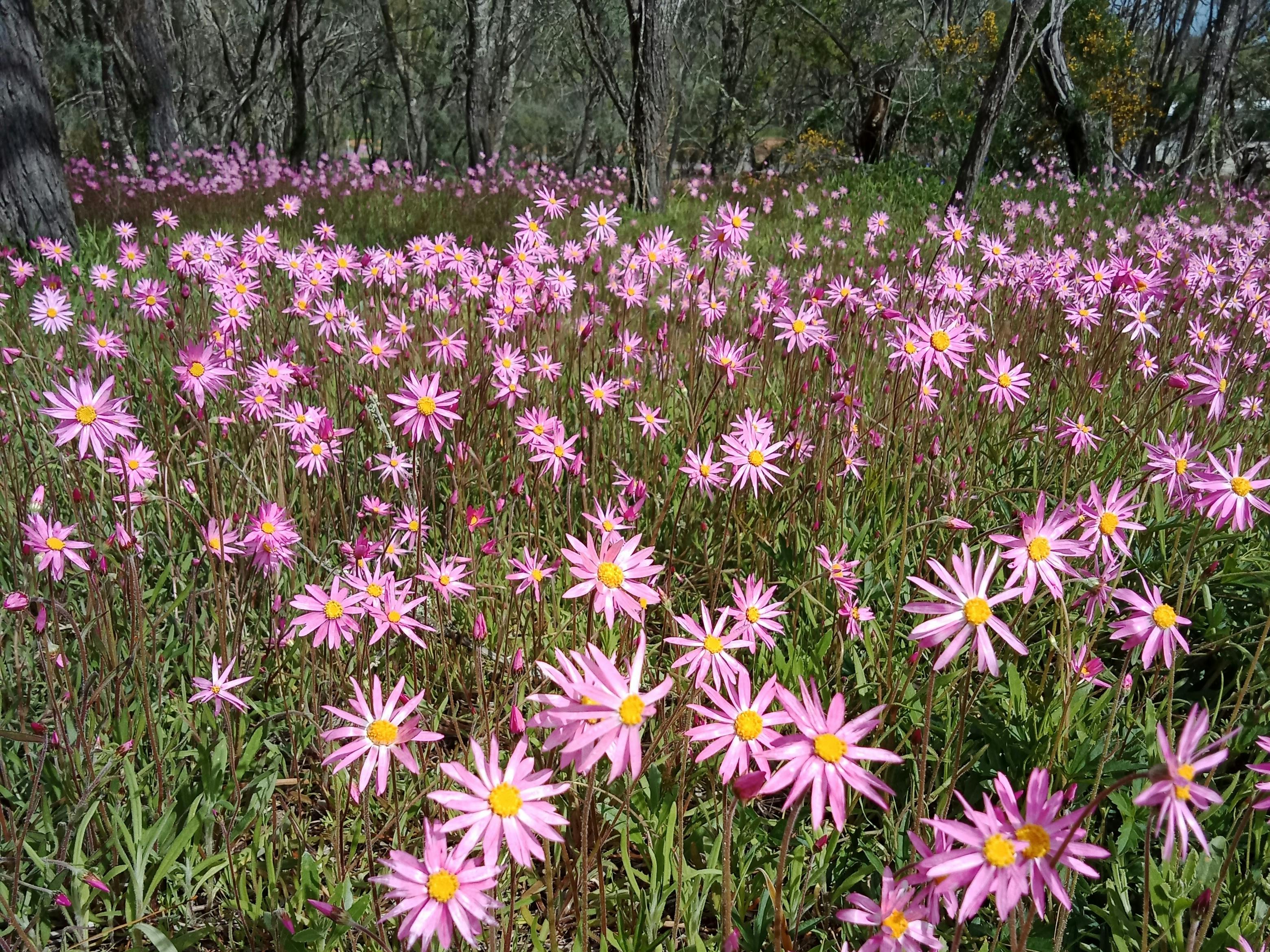 野生の花々 Tourism Western Australia