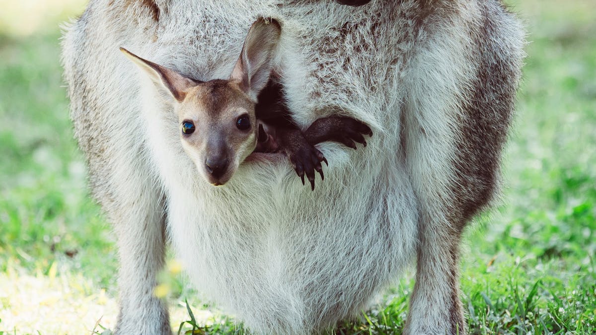 Fraser Coast Wildlife Sanctuary, Maryborough, Queensland.