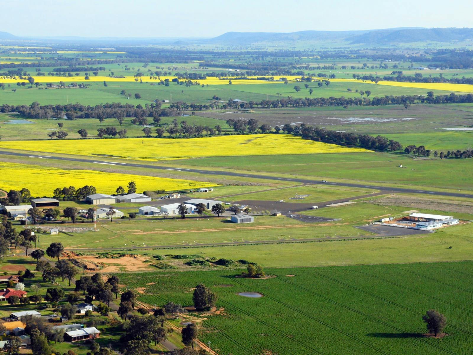 Fly Oz Canola