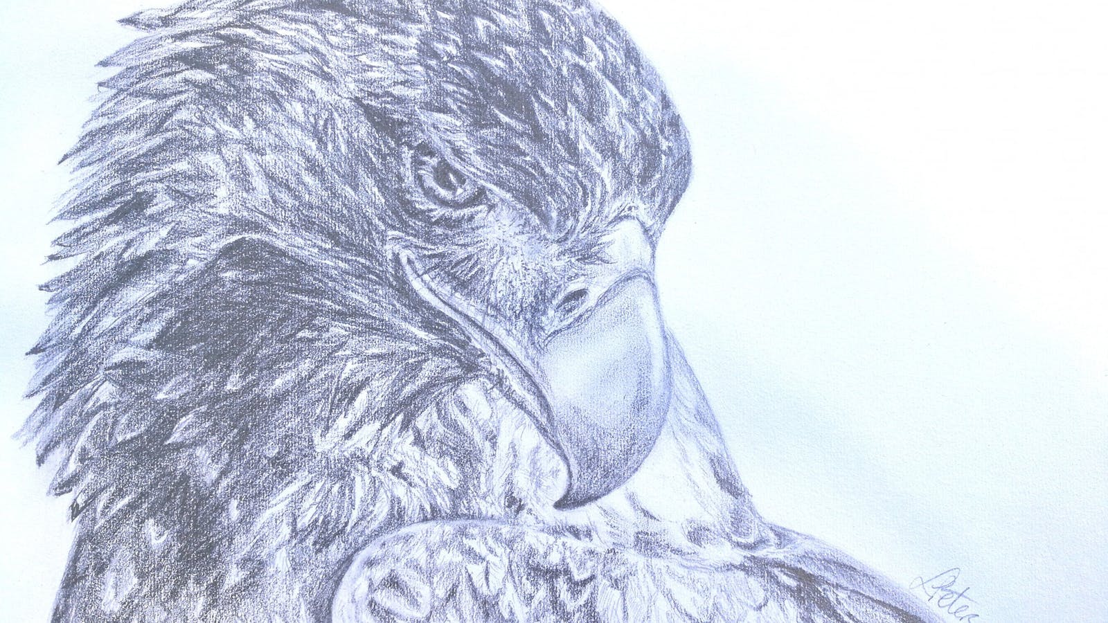Wedge Tail Eagle Drawing