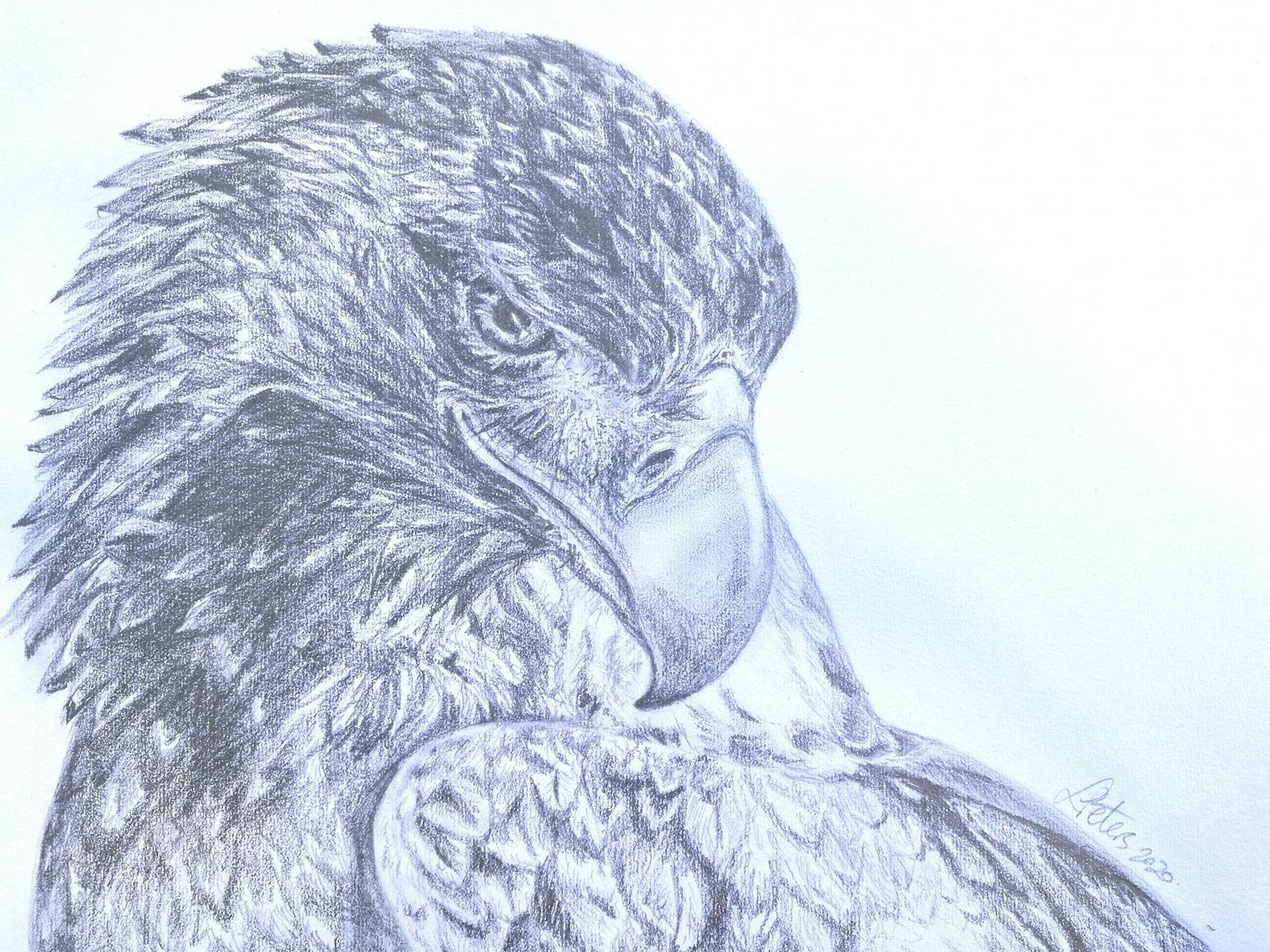 eagle, pencil, graphite, drawing, group, campbell town, learn