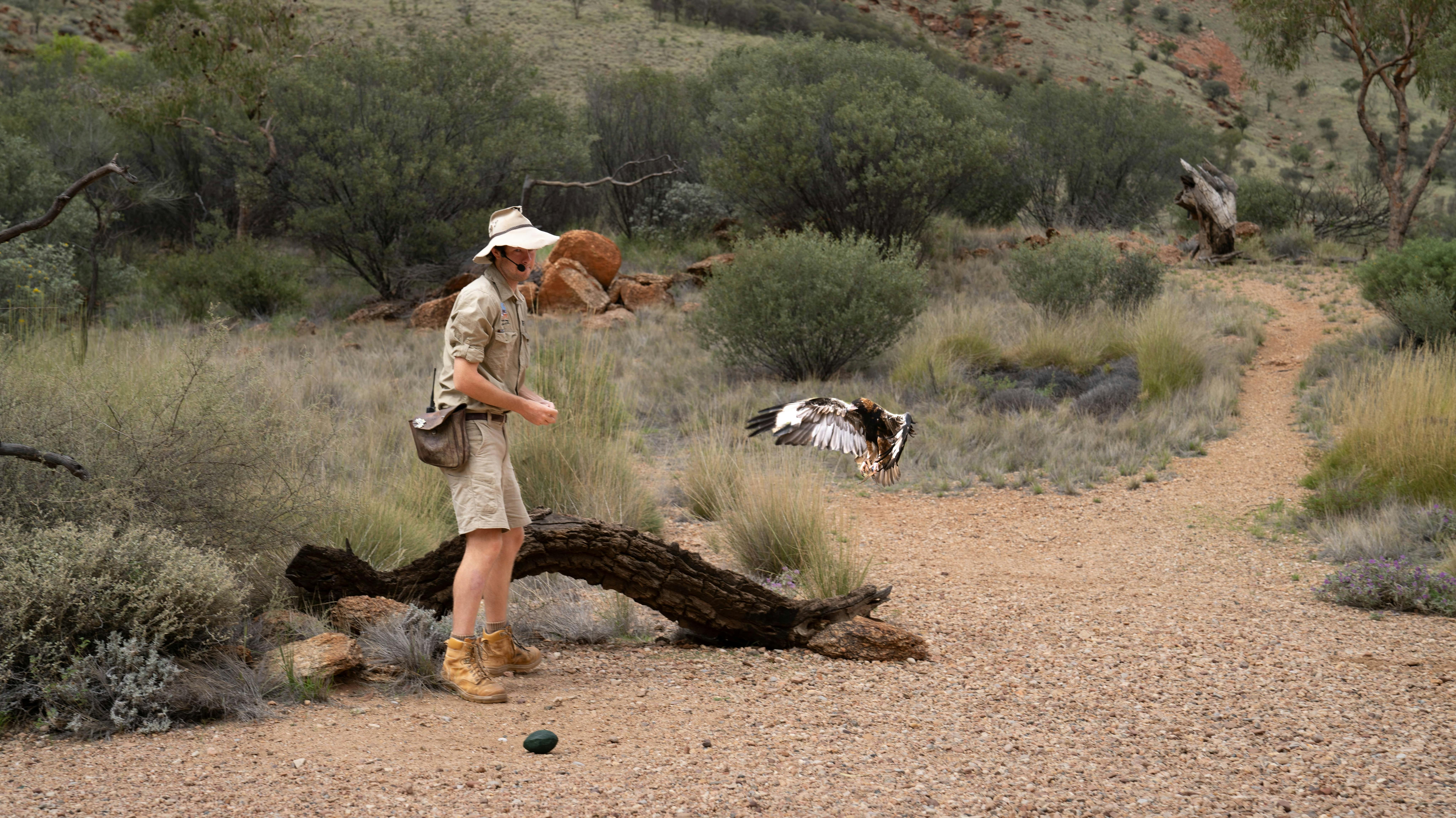 Free flying Bird Show at the Alice Springs Desert Park