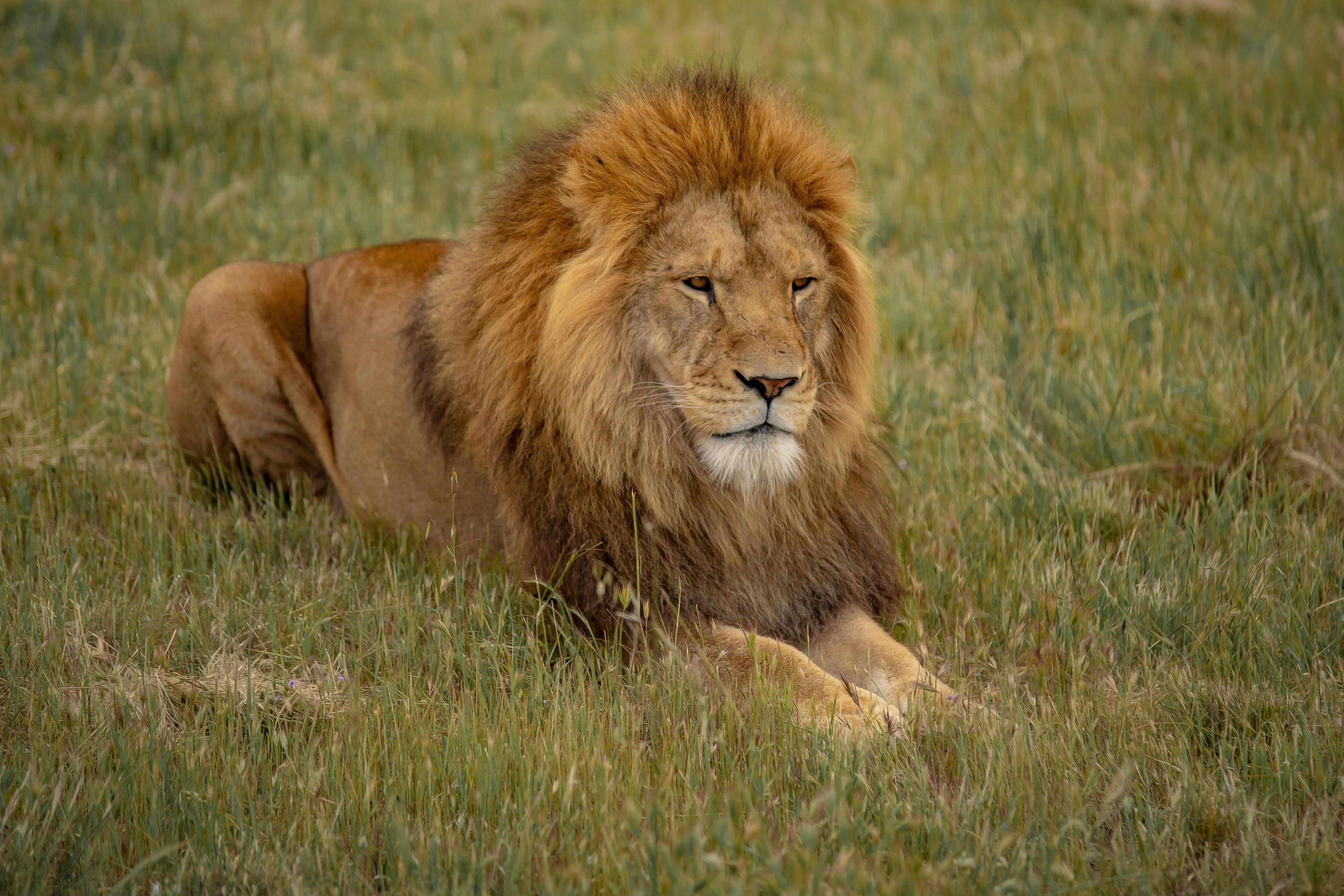 Monarto Zoo