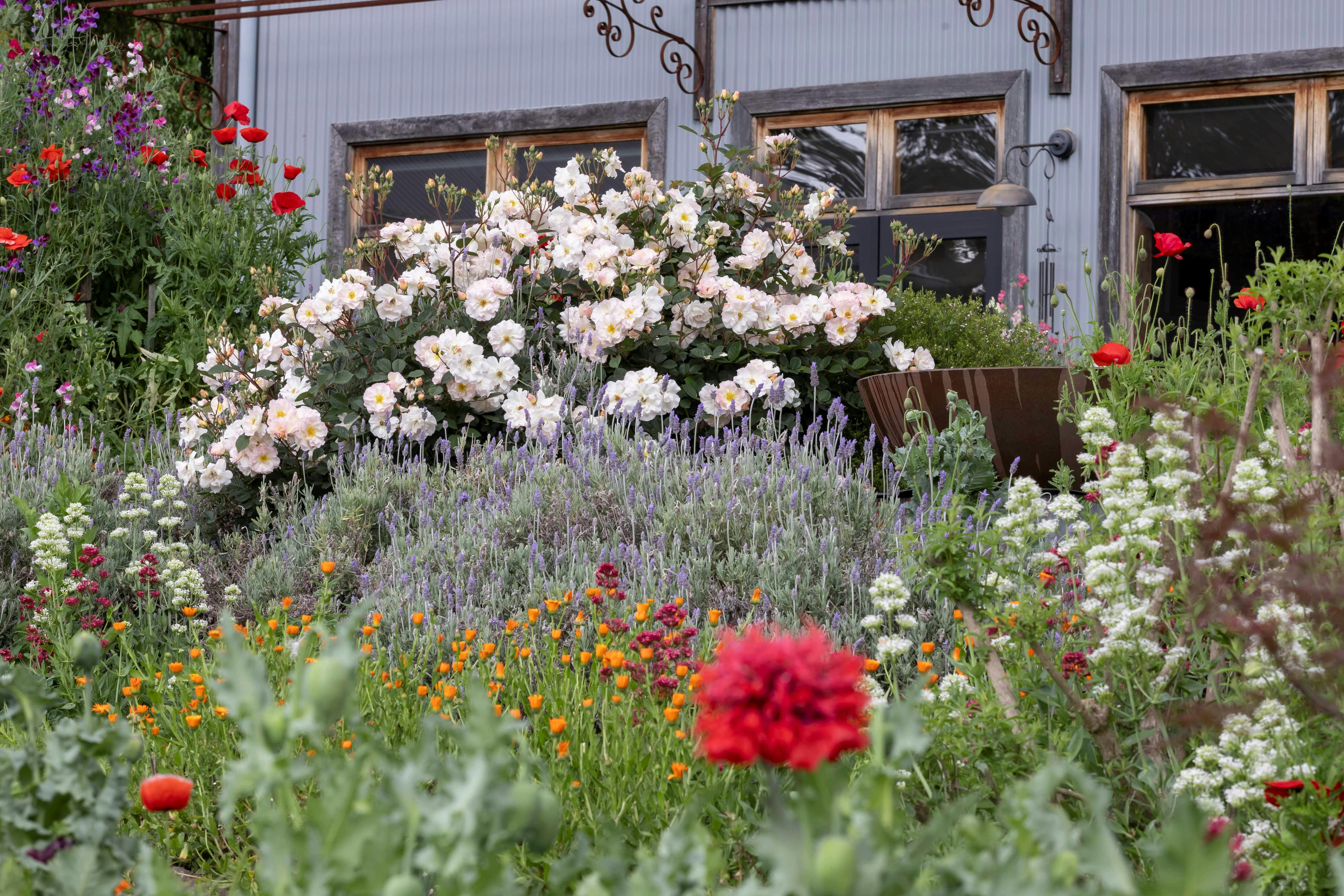 The garden is filled with roses