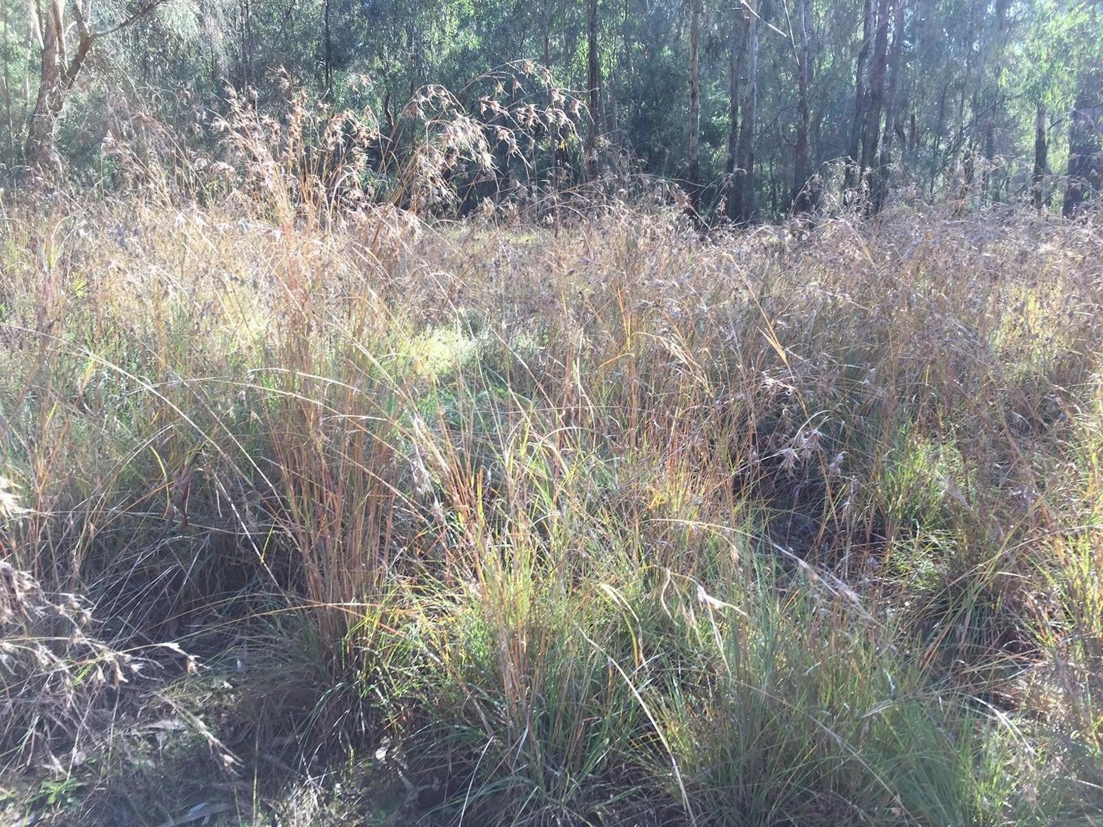 native grasses with sunlight filtering through creating brown, green and gold colors with trees