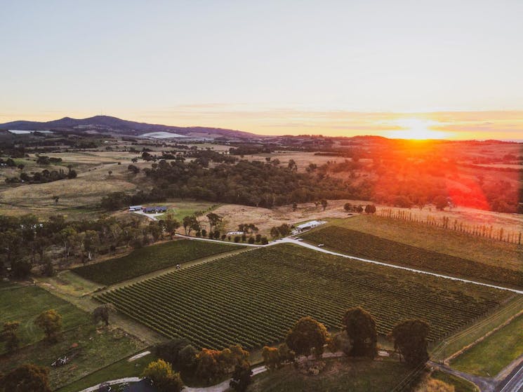 A snapshot of our Hill Park vineyard from above.