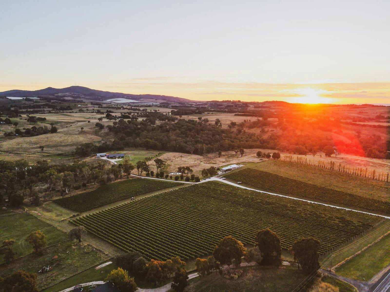 A snapshot of our Hill Park vineyard from above.