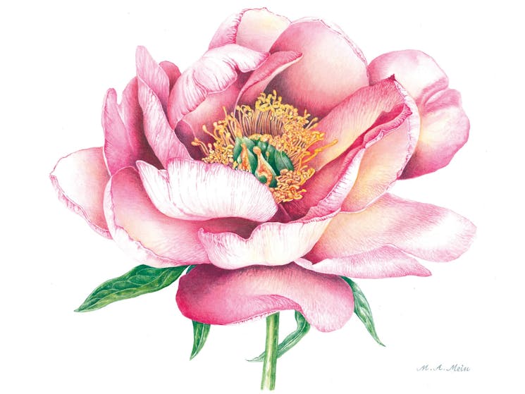 Close up watercolour of a Peony