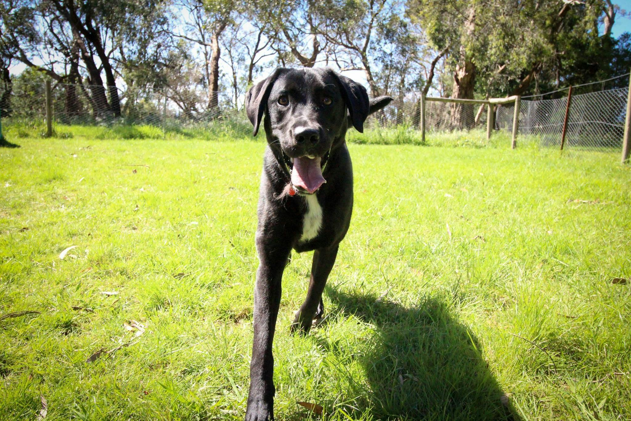 Yarra Valley Pet Resort