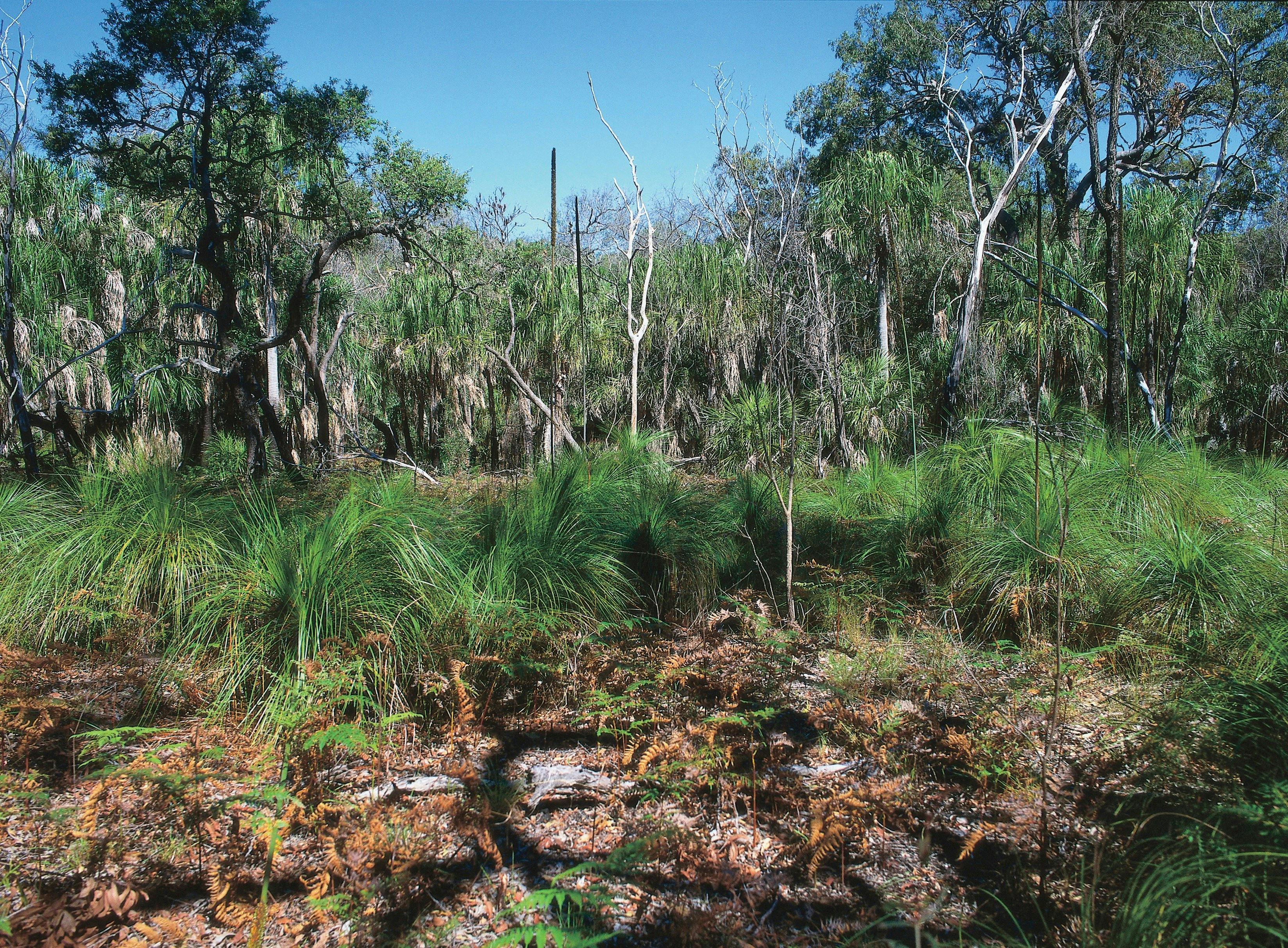 Paperbark forest, Deepwater National Park