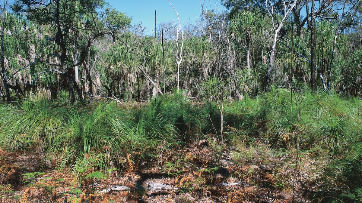 Paperbark forest, Deepwater National Park