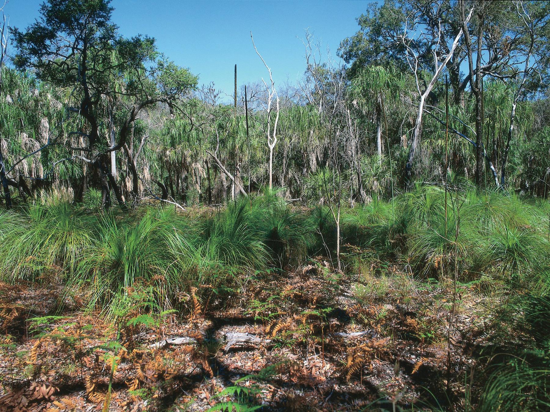 Paperbark forest, Deepwater National Park