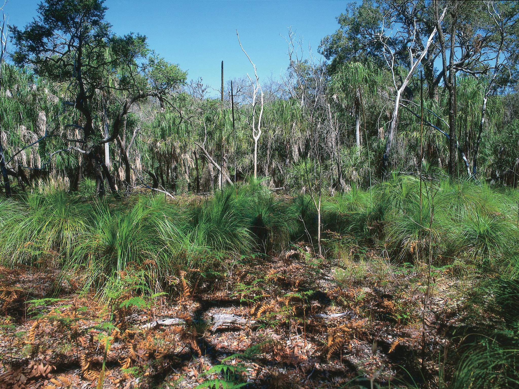 Paperbark forest, Deepwater National Park