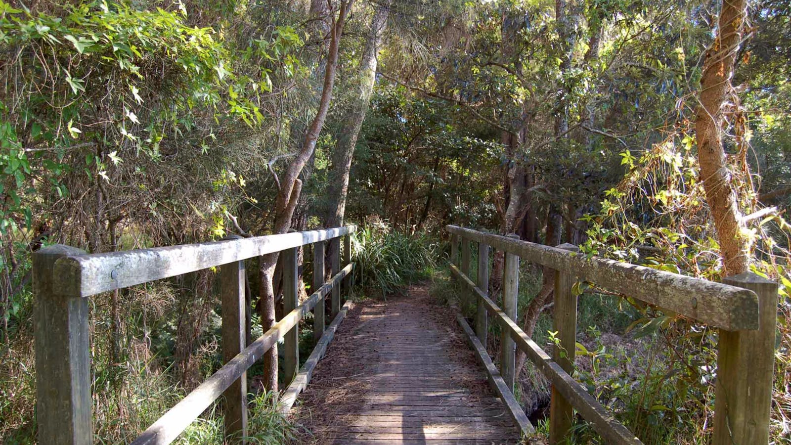 Awaba Bay Foreshore Walk