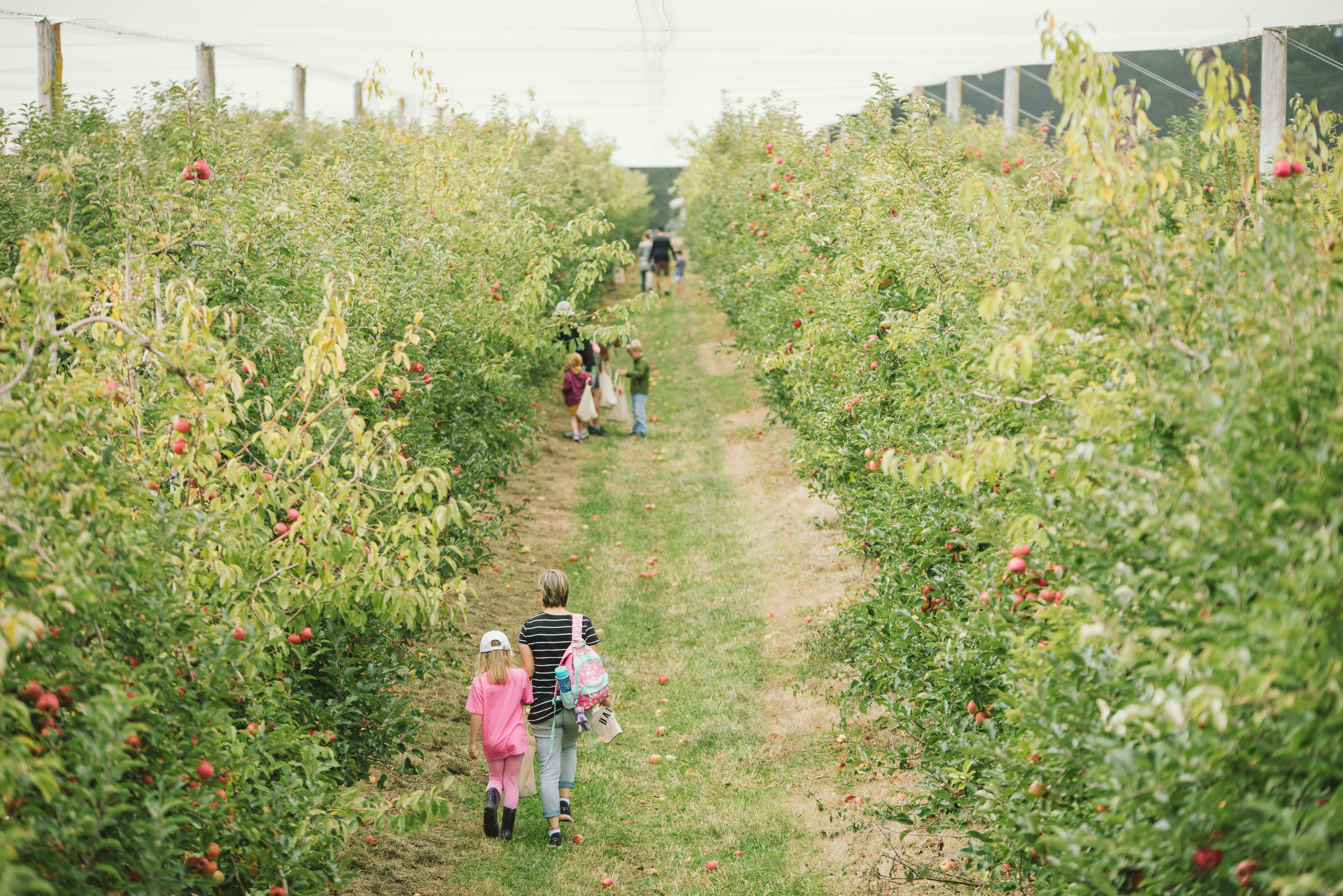 Fruit Picking Fun Glenbernie Orchard