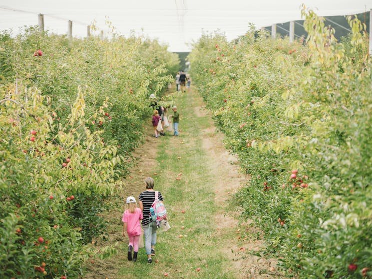 Fruit Picking Fun Glenbernie Orchard