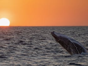 Baby Whale Sunset Breach