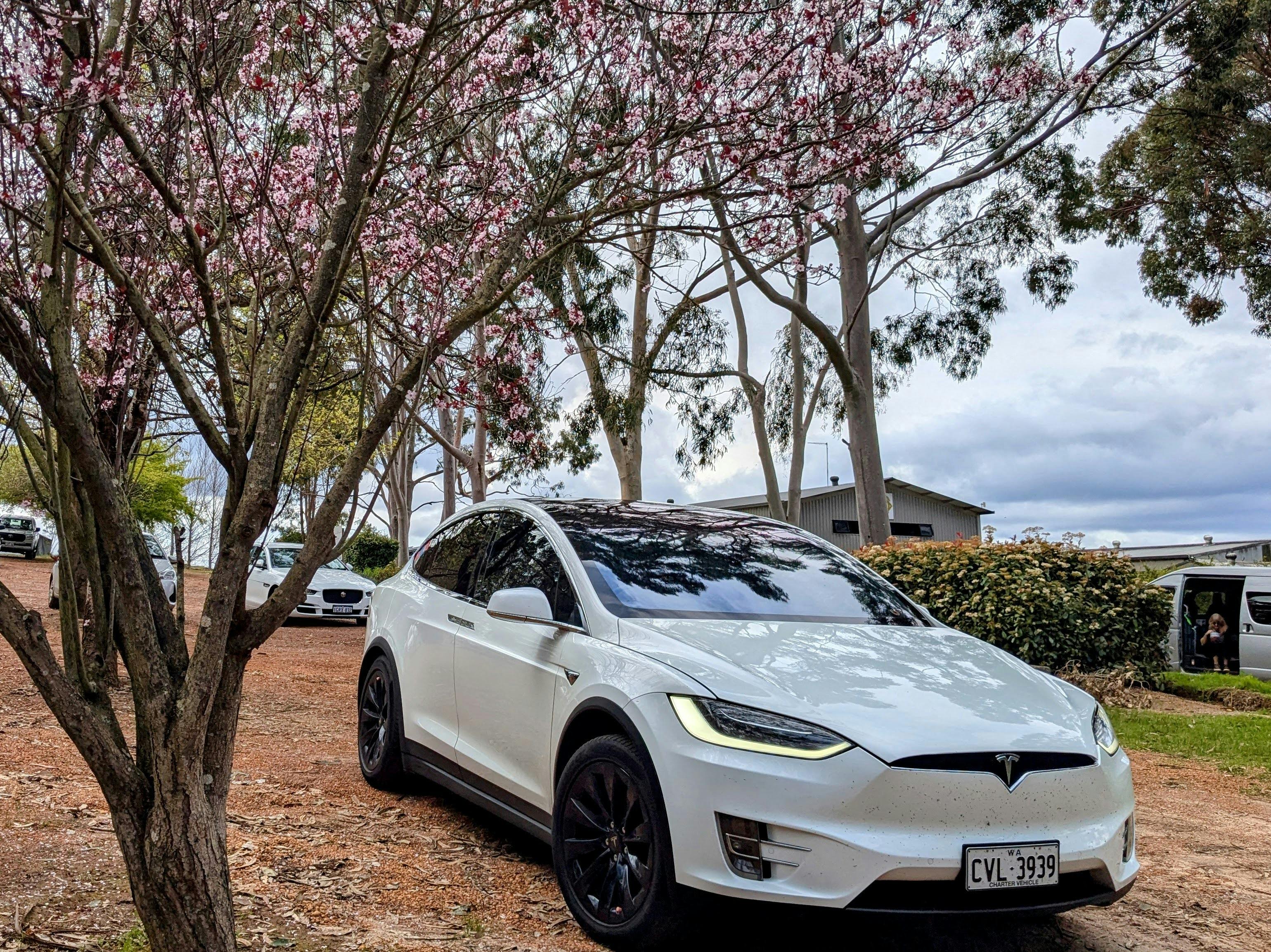 Tesla Model X under cherry blossom trees at Berry Farm